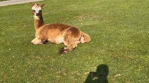 642K views · 10K reactions | Mullacott Alpacas on Reels | Facebook