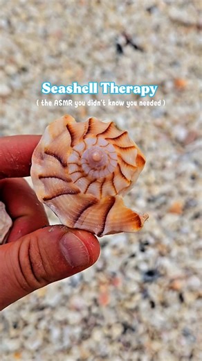 𝑻𝒉𝒆 𝑺𝒆𝒂𝒔𝒉𝒆𝒍𝒍 𝑴𝒆𝒓𝒎𝒂𝒊𝒅 💙 𝘒𝘳𝘪𝘴𝘵𝘦𝘯 | Heal with Seashell ASMR 💙 Enjoy these relaxing beach sounds from a Florida shelling tour ! #shells #beachasmr #collectingseashells... | Instagram
