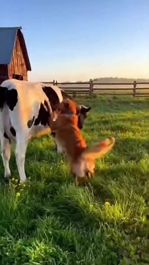1.5K views | a cow and dog playing together • • • • • #cows #farm #animals #cowsofinstagram #farmlife #cattle #nature #love #animal #farming #cowgirl #calf #photography #agriculture #farmer #cowstagram #instagram #milk #viral #dogsofinstagram #doglover #dogs #puppy #dogstagram #dogoftheday #doglife #pet #instadog | BaronvonWiggles | Facebook