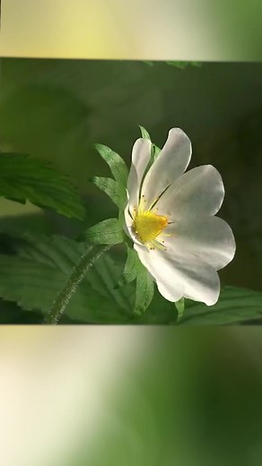 Wondering how to make plants grow several times faster? Can bloom 4 times a year#growlights #ledlights #tomat #pepperplanting #indoorplanting #houseplants #nursery #led #planttrees #yeechop