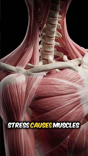 Understanding Stress: How Your Body Reacts and the Simple Hack to Find Calm