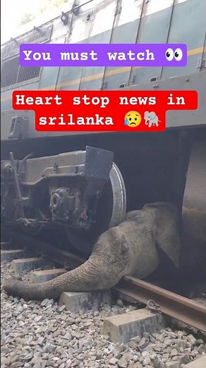 Train Accident Kills Elephants #elephant #kiled #train #wildlife