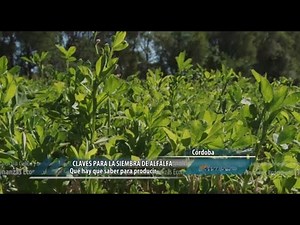 Claves para la siembra de alfalfa