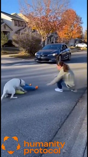 10M views · 66K reactions | Loyal Dog Saves Toddler from Speeding Car | Chloe The Legend | Facebook