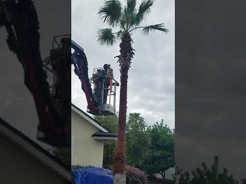 Removing the Boots from a Palm Tree