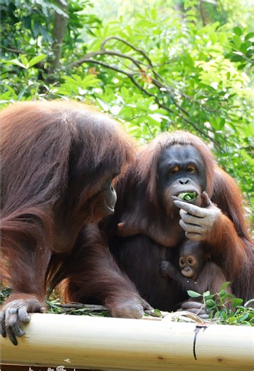 Orangutan Sanmao Enjoys Spicy Chili Peppers