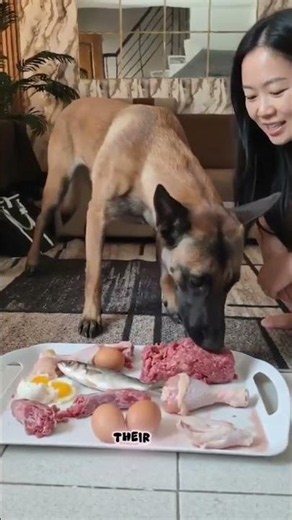 Belgian Malinois Are Naturally Aggressive... And Here's the Truth 🐕❤️