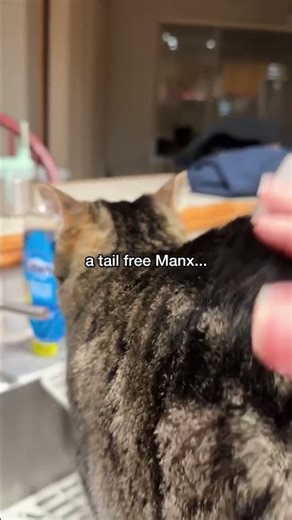 Why Does My Cat Love Butt Bongos So Much?