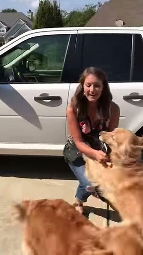 Happy Golden Retrievers || ViralHog