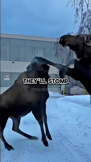Joe Rogan Moose Attack Warning