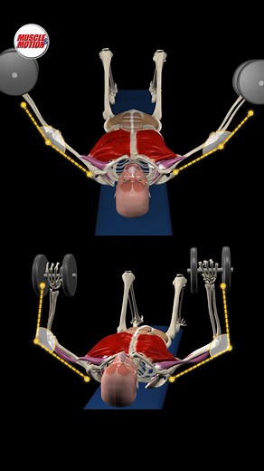 Dumbbell Bench Press vs. Dumbbell Fly #ChestWorkout #muscleandmotion