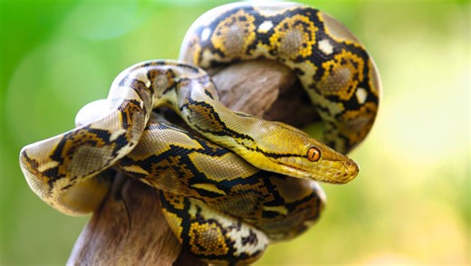 At A Whopping 7.22 Meters, Ibu Baron AKA "The Baroness", Is Officially The World’s Longest Wild Snake