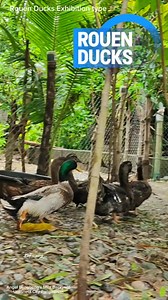 "Rouen Ducks Farming" What i like the most about Rouen is not only on their attractive colors and weight,But most of all is how we can easily manage their ducklings as we know water fowl is having a strong resistance compared to other fowls..Happy farming everyone!!! #exhibitionrouenducks #angelbengbengsminibackyard #Kafarming | KaFarming Louie Obado