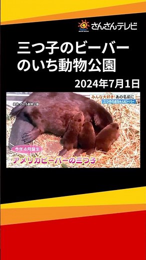 Beaver triplets at Noichi Zoo
