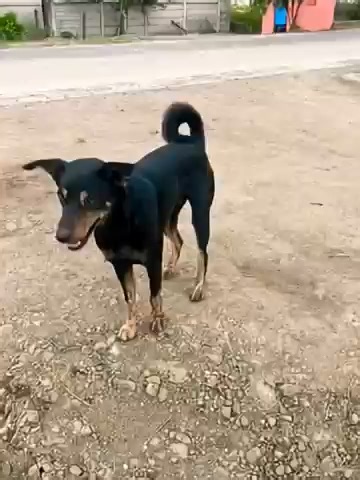 How Possible: Dog Dance AI Video
