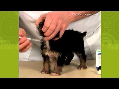 PetSolutions: How to Give Your Dog or Puppy Medicine