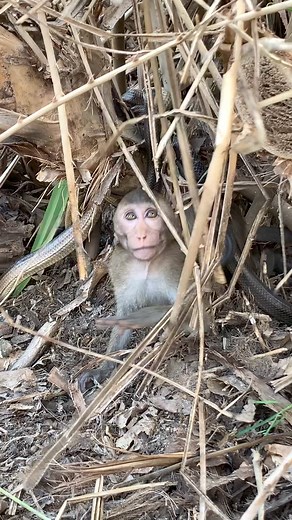 Spotted a very pity tree-rat really in danger now #Poorlittlemonkey #Babymonkey #Helpbabymonkey #Recusemonkey #Babymonkey #Sadbabymonkey #monkeylove #monkeylife #monkeyfun #Monkeyvideos #Monkeylover | Monkey Fiya
