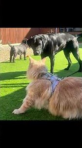 Never thought I'd see dogs and cats getting along like this #pets #friendship #daycare