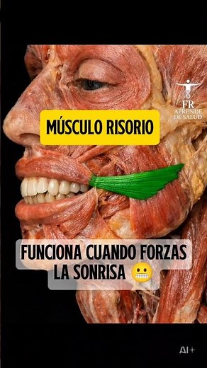 risorius muscle #anatomy #health #medicine #easyanatomy