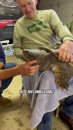 2.5M views · 39K reactions | Snappy The Uncommon Common Snapping Turtle!  #snappingturtle #commonsnappingturtle #turtle | Ed The Pond Professor | Facebook