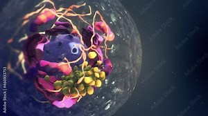 Anatomy of a living animal cell. Detail of Nucleus, Mitochondrion, Endoplasmatic Reticulum and other parts of a cell. Human cell.