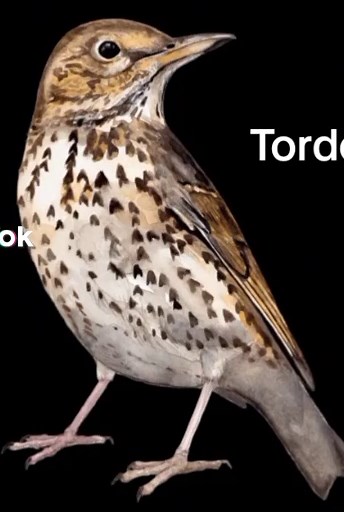 Song Thrush Call and Song: Nature's Melodic Sounds