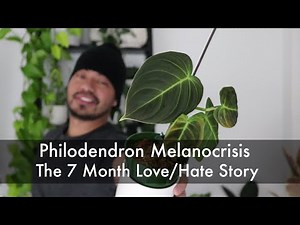 How I Saved My Dying Philodendron and Turned It Into 10 Baby Plants | Houseplant Update