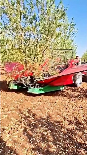 Amazing tree shaker! How almonds are harvested in seconds