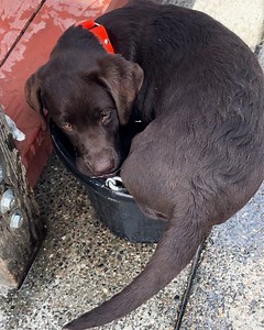 She doesn't realise that she's not a baby anymore 🐶🥹 | Furry Tails