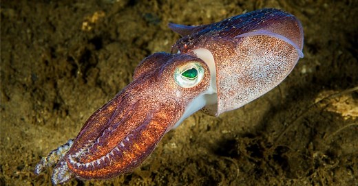 Cuttlefish vs Squid: What Are The Differences?