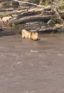 Surprising Crocodile Encounter with Lion | Dangerous Animals