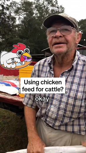 #LIVEhighlights #TikTokLIVE #LIVE #farm #farmer #cattle #chickens #feed #wordsofwisdom #lifeonthefarm #cow #hay #ranch