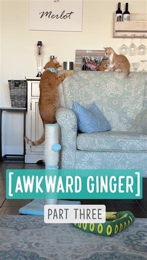 Awkward Ginger — Part Three GB is usually laid-back and introverted around other kittens, but when Ginger gets “activated,” he turns into the most awkwardly wild and goofy boy — and I love it! Watch the original: https://www.facebook.com/watch/?v=1482167226032009 | Bordernerd