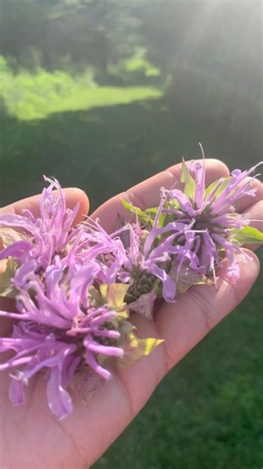 The Healing Power of Wild Bergamot 🌸 ✨