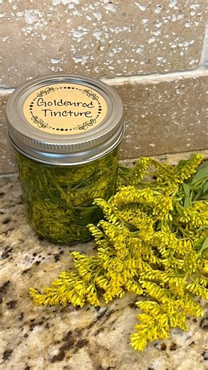 How to Make a Goldenrod Tincture (natural medicine!!!) #naturalremedies #fallseason #foraging #naturalmedicine #tipsandtricks #Homesteading #goldenrod #tinctures #organicliving | Collins Country
