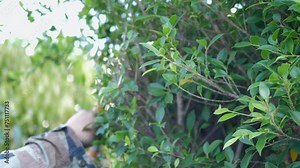 Hand of people use Pruning scissors to cut a tree branch