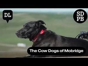 David Dagley relies on a team of trained cow dogs to help him manage cattle | Dakota Life