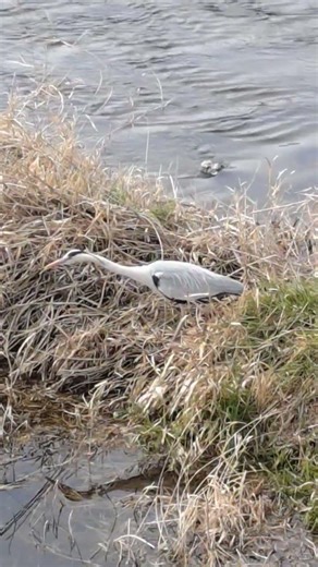 アオサギさんは生きていきます 京都鴨川北大路橋付近 水しぶき京都輪廻転生 kyotofantasticcinema