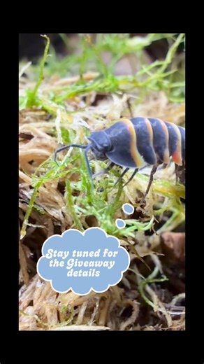 Look at that- We made it to 2000 followers! I am truly appreciative of the guidance and support the isopod/invert community has shown me over the years. As I grow- I will be paying that both back and forward. This community is why this hobby is fantastic I will announce the day and time for the giveaway in the next day or two. 200 dollars of pods plus shipping as well as some beautiful plants from Vine and Dandy Greenhouse I’m feeling both humble and excited- thank you all! | Isopodyssey