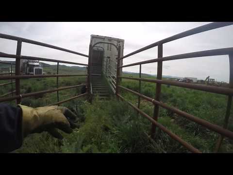 How to set up a cow trailer to load