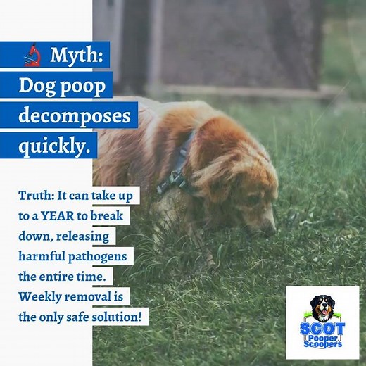 "🔬 Myth: Dog poop decomposes quickly.