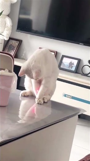 Get over here! 🤣 #funnyvideo #meme #cat