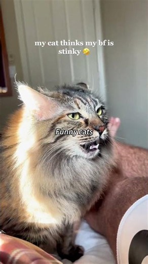 butt sniff compilation gone WRONG#cat #funny
