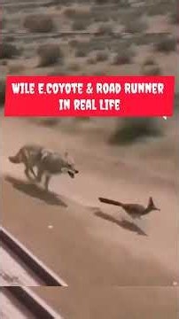Looney Tunes Road Runner vs Wile E Coyote in real life #roadrunner #coyote #looneytunes