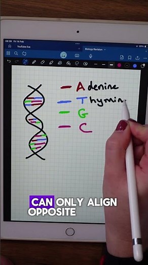 GCSE- DNA complementary base pairing explained