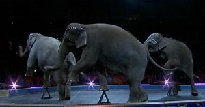 Ringling Bros. elephants perform final circus act