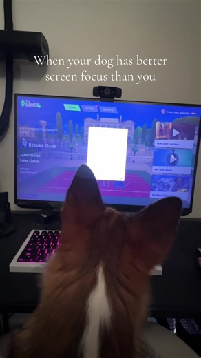Corgi's Adorable Screen Focus Captured on Camera