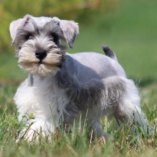 Miniature Schnauzer Puppies for Sale by Breeders | PuppySpot
