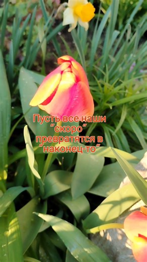 #огоньдуши #soulfire #flowers #цветы #spring #природа #garden #shortvideo #shorts #весна #мечта