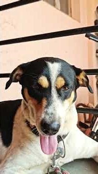 Woof! My AI Brain Explains CLUSTERING! #clustering